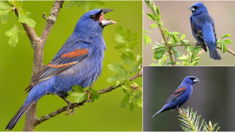 Blue Grosbeak: A Symbol of Resilience in the Wilderness